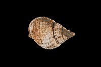 藏品(織紋螺)的圖片